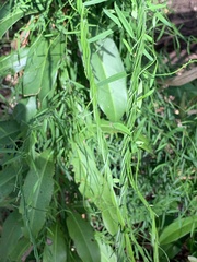 Orthosia scoparia