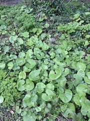 Petasites pyrenaicus