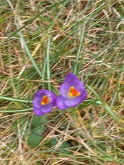 Crocus heuffelianus