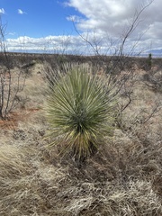 Yucca elata