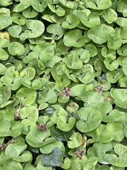 Petasites pyrenaicus