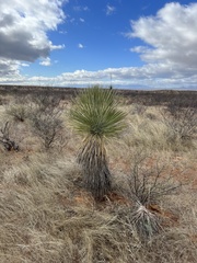 Yucca elata