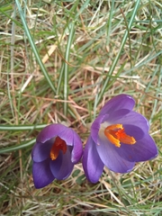 Crocus heuffelianus