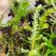Eurhynchium striatum