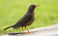Turdus smithi