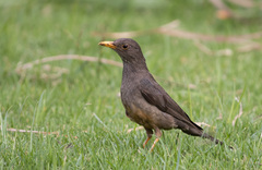 Turdus smithi