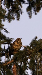 Turdus viscivorus