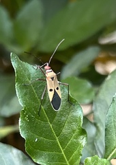 Dysdercus cingulatus