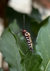 Dysdercus cingulatus