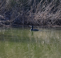 Phalacrocorax carbo