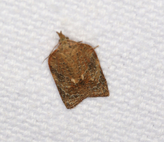 Platynota flavedana