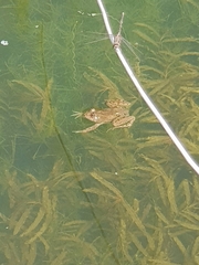 Euphlyctis cyanophlyctis