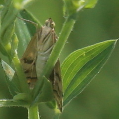 Sitochroa verticalis