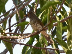 Saltator striatipectus