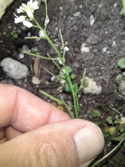 Cardamine occulta
