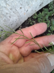Cardamine occulta