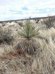 Yucca elata