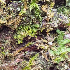 Metzgeria consanguinea
