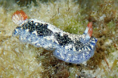 Hypselodoris saintvincentius