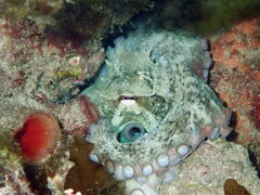 Octopus djinda