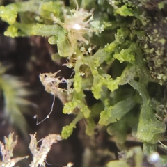 Metzgeria consanguinea