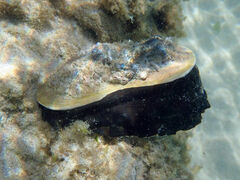 Scutus antipodes