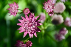 Astrantia major