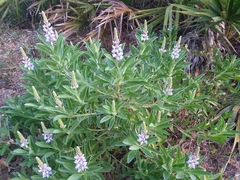 Lupinus diffusus
