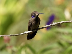 Colibri delphinae