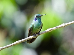 Colibri cyanotus