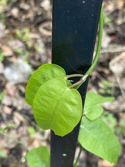 Passiflora pallida