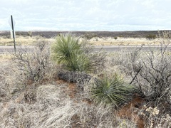 Yucca elata