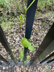 Passiflora pallida