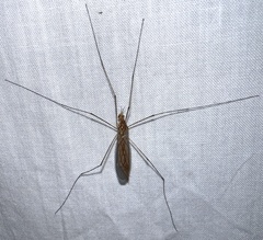 Nephrotoma