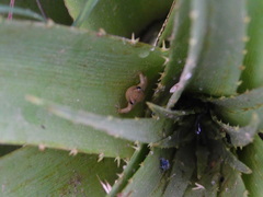 Scinax squalirostris