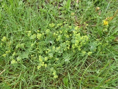 Alchemilla vulgaris