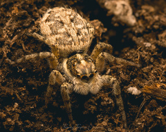 Menemerus semilimbatus