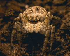 Menemerus semilimbatus