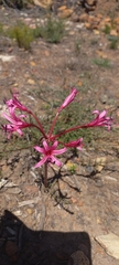 Brunsvigia striata