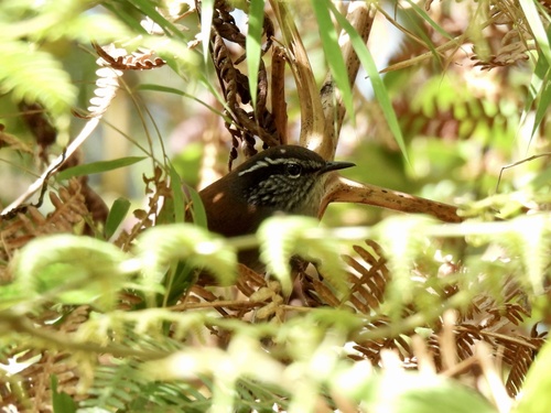 Hermit Wood Wren (Henicorhina anachoreta), photo 7