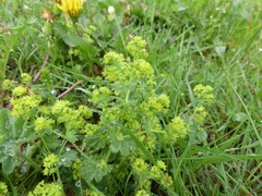 Alchemilla vulgaris