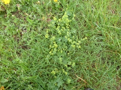 Alchemilla vulgaris