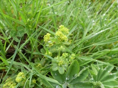 Alchemilla vulgaris