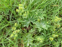 Alchemilla vulgaris