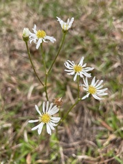 Erigeron vernus