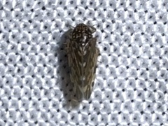 Xestocephalus