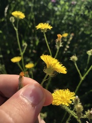 Crepis setosa