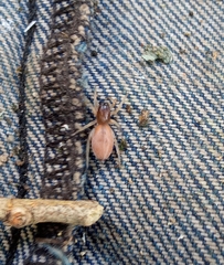 Cheiracanthium inclusum