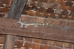 Gekko vittatus