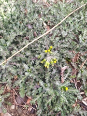 Senecio vulgaris